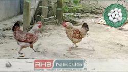 নাগরপুরে বিরল ঘটনা: ডিম দেওয়া..