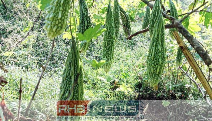 করলা চাষে বাজিমাত আতর আলীর