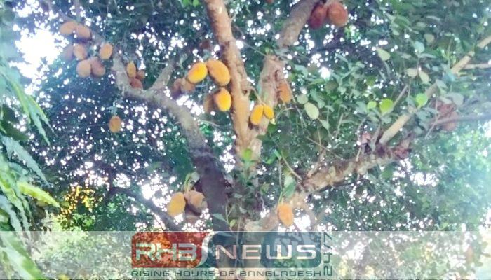 অক্টোবরে কাঁঠাল! শ্রীমঙ্গলের গ্র্যান্ড সুলতানে..