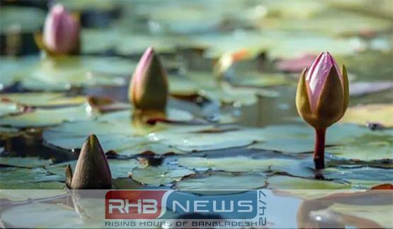 শাপলা নয় ইসির প্রতীক তালিকায়..