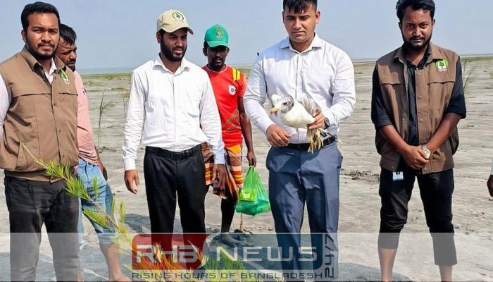 চর বিজয়ে বনায়ন অভিযানে প্রাণ..