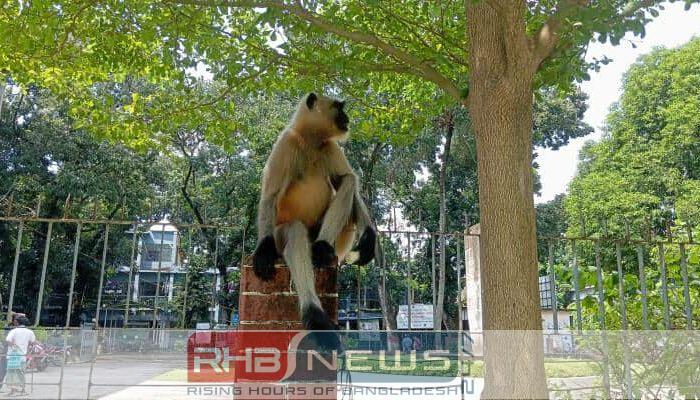 নওগাঁর আত্রাইয়ে হুনুমান লোকালয়ে উৎসুক..