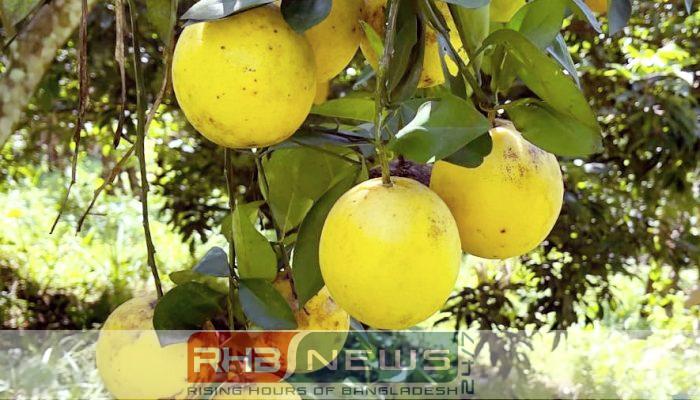 হলুদ মাল্টা চাষ করে জেলায়..