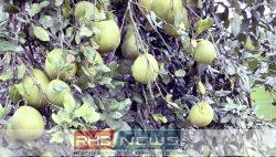 জুড়ীতে এ বছর বাতাবি লেবু..