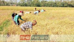 শ্রীমঙ্গলে আমন ধান কাটা শুরু..