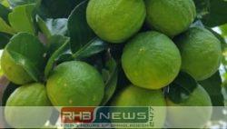 দেশ ছাড়িয়ে লন্ডনের বাজারে জুড়ীর..