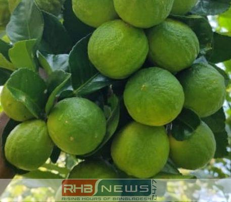 দেশ ছাড়িয়ে লন্ডনের বাজারে জুড়ীর..