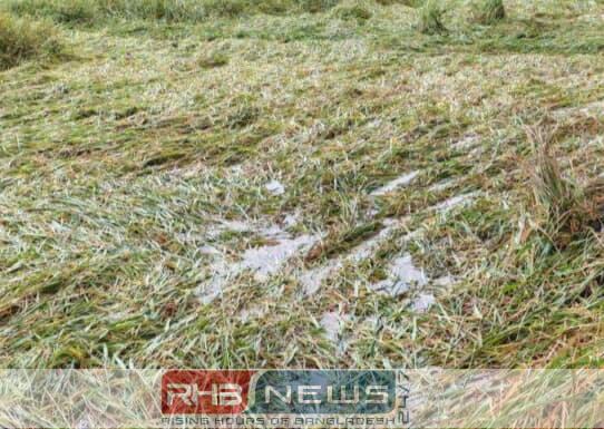 নওগাঁয় ফসলের মাঠে জলাবদ্ধতা, কৃষকদের..