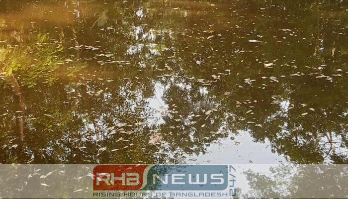 পূর্বশত্রুতার বলি: পুকুরে বিষ দিয়ে..