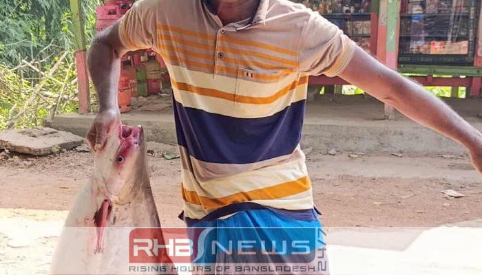 ১৮ কেজি ওজনের বিশাল পাঙ্গাস..