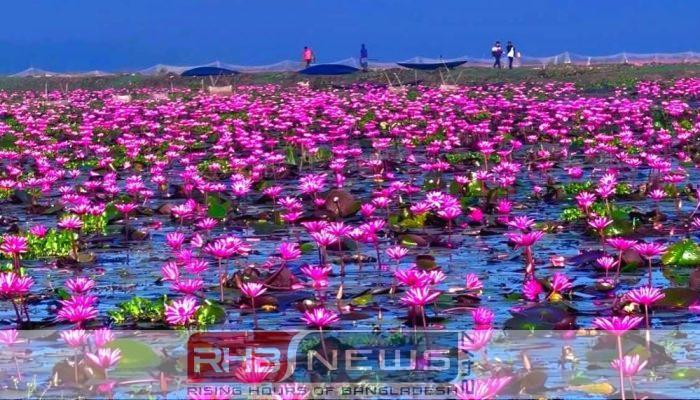 শ্রীমঙ্গলের লাল শাপলার বিলে প্রতিদিন..