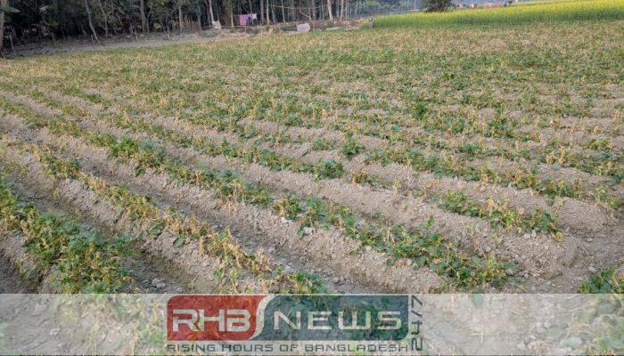 গোবিন্দগঞ্জে পূর্ব শত্রুতার জেরে ফসল..