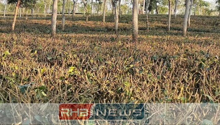 চা মৌসুম শেষ: মৌলভীবাজারের চা..