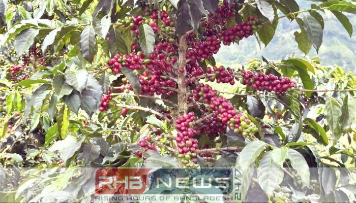 মৌলভীবাজারে কফি উৎপাদনে সফলতা