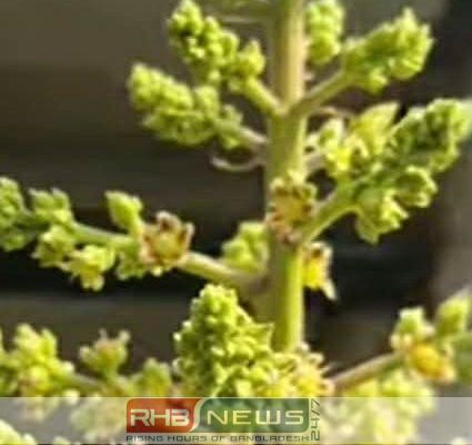 নওগাঁয় আগাম আমের মুকুল, চাষিদের..