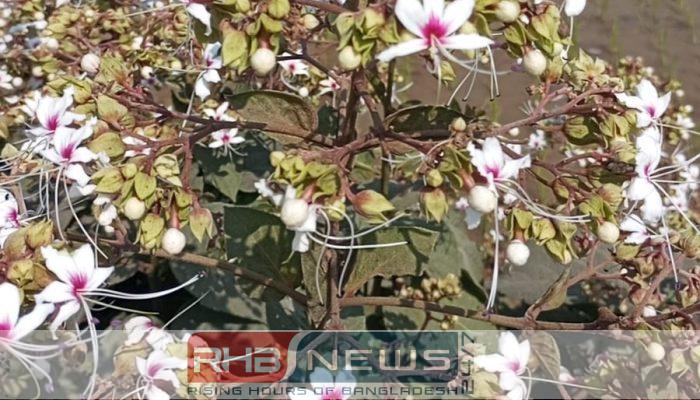 বসন্তে ভাঁটফুলের শুভ্রতায় সাজছে মৌলভীবাজার