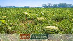 নদীবেষ্টিত জমিতে সবুজ বিপ্লব, রমজান..