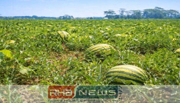 নদীবেষ্টিত জমিতে সবুজ বিপ্লব, রমজান..