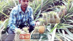 রমজানে শ্রীমঙ্গলে আনারসের জমজমাট বাজার,..