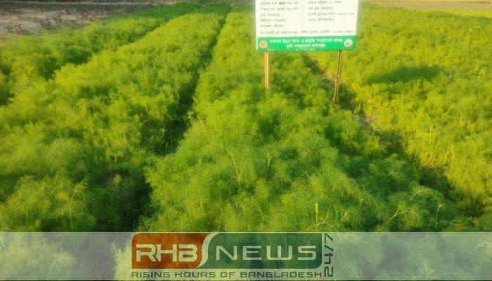 মসলায় নতুন সম্ভাবনার দিগন্ত :..