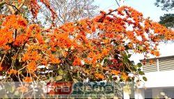 বসন্তের রঙে রাঙা পলাশে মুগ্ধ..