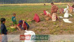 নওগাঁর মান্দায় আলুর বাম্পার ফলন,..