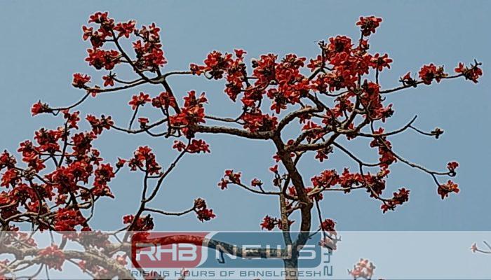 বসন্তের নান্দনিক সৌন্দর্যে রাঙা শিমুল..