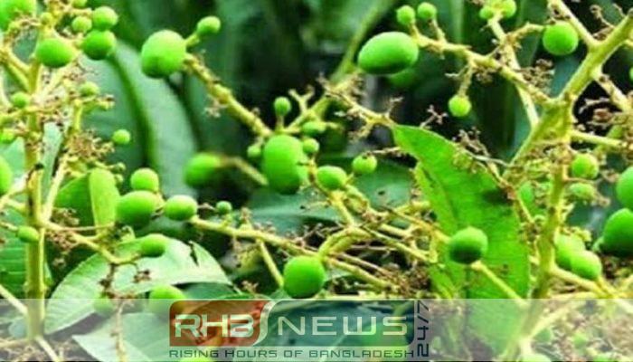 নওগাঁর আম বাগানে গুটি দৃশ্যমান,..