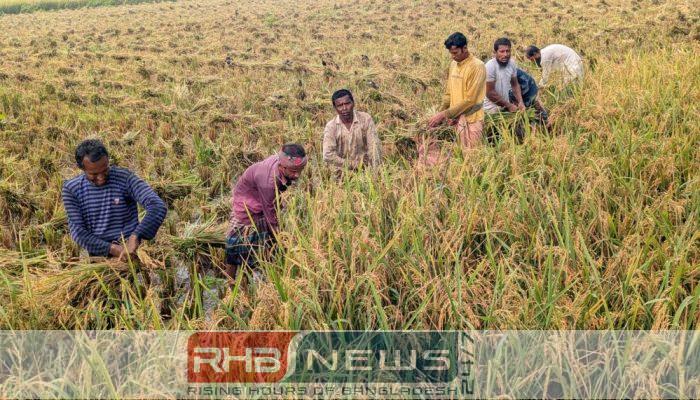 গাইবান্ধার গোবিন্দগঞ্জে শুরু হয়েছে আগাম..