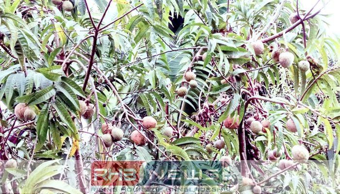 আতাফলে লাখপতি শ্রীমঙ্গলের আতর আলী