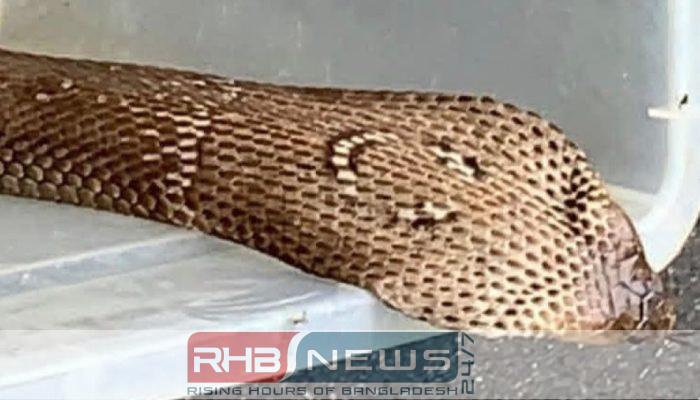শ্রীমঙ্গলে কোবরা সাপ উদ্ধার: বন্যপ্রাণী..