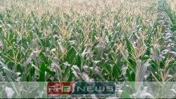 নওগাঁয় ভুট্টা চাষে ব্যাপক বিস্তার,..