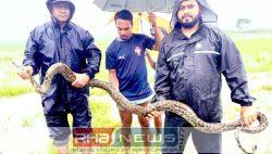 শ্রীমঙ্গলে বিশালাকৃতির অজগর উদ্ধার, বন্যপ্রাণী..