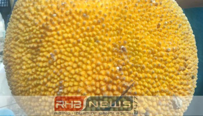 বিলুপ্তপ্রায় দেশি ফল ‘চাম কাঁঠাল’