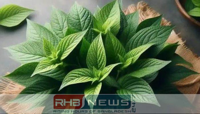 পুষ্টিগুণে ভরপুর পাটশাক, জানুন ৬..