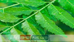 নিম পাতার রস খেলে কি..