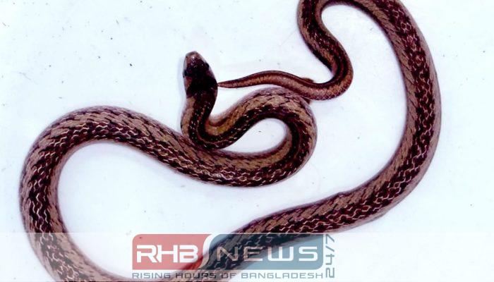 শ্রীমঙ্গলে বিরল প্রজাতির ক্যান্টর কুকরি..