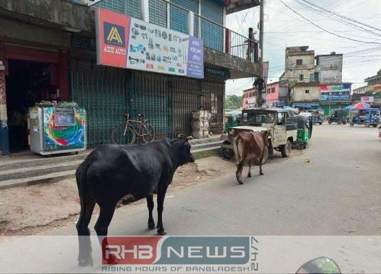 উন্মুক্তভাবে গবাদি পশু ছেড়ে দিলে..