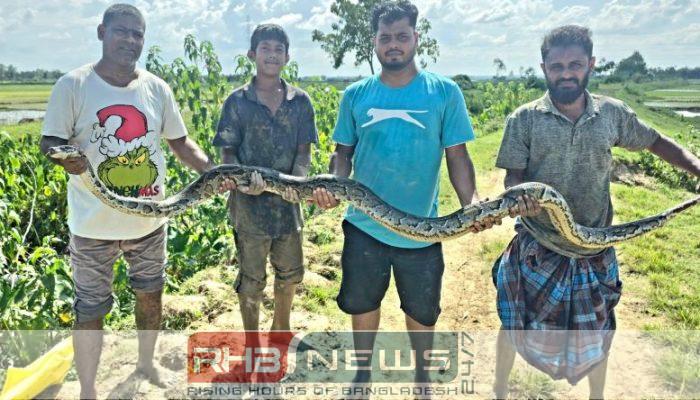 শ্রীমঙ্গলের হাইল হাওর থেকে বিশালাকৃতির..