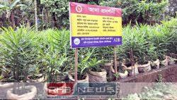 শ্রীমঙ্গলে ২৮৫৫০ বস্তায় আদা চাষ..