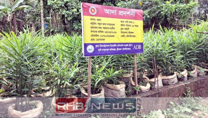 শ্রীমঙ্গলে ২৮৫৫০ বস্তায় আদা চাষ..