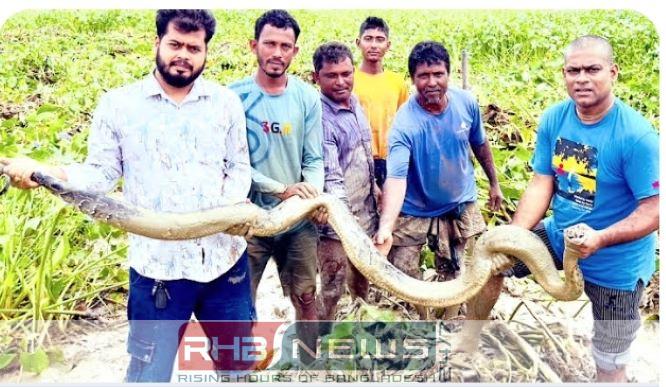 শ্রীমঙ্গলে তিন মাসে লোকালয়ে ৩০..