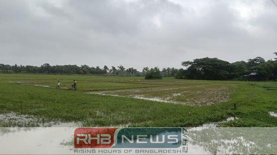 কলাপাড়ায় কৃষিজমিতে চাষাবাদ বন্ধ করে..
