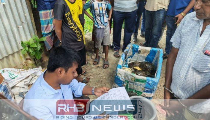 আগৈলঝাড়ায় ভ্রাম্যমান আদালতের অভিযানে কচ্ছপ..