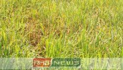 গোবিন্দগঞ্জে রোপা আমনে মাজরা পোকার..
