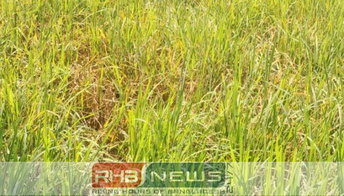গোবিন্দগঞ্জে রোপা আমনে মাজরা পোকার..