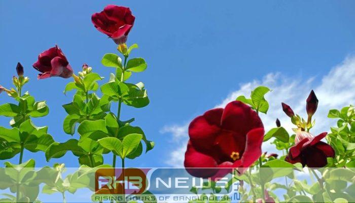 নান্দনিক সৌন্দর্যের লাল ‘অলকানন্দা’ ফুল