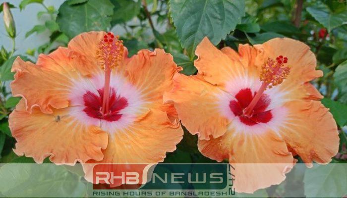 দৃষ্টিনন্দন সৌন্দর্যের কমলা জবা
