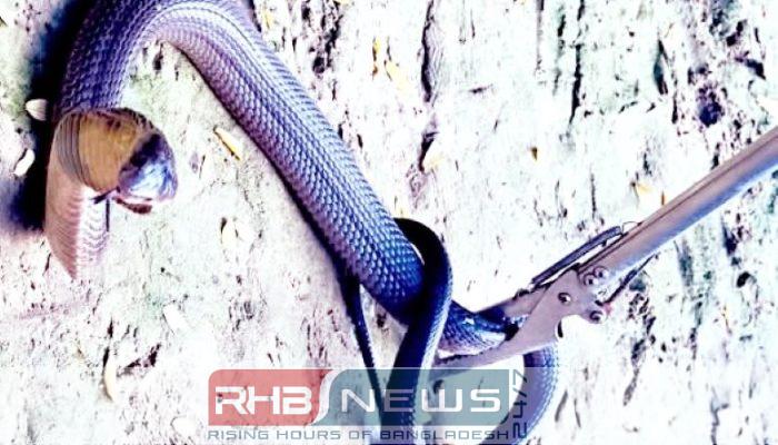 শ্রীমঙ্গলে বসতঘরে ঢুকে পড়া পদ্ম..