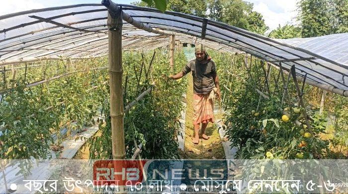 গ্রাফটিং টমেটোর চারা বদলে দিচ্ছে..
